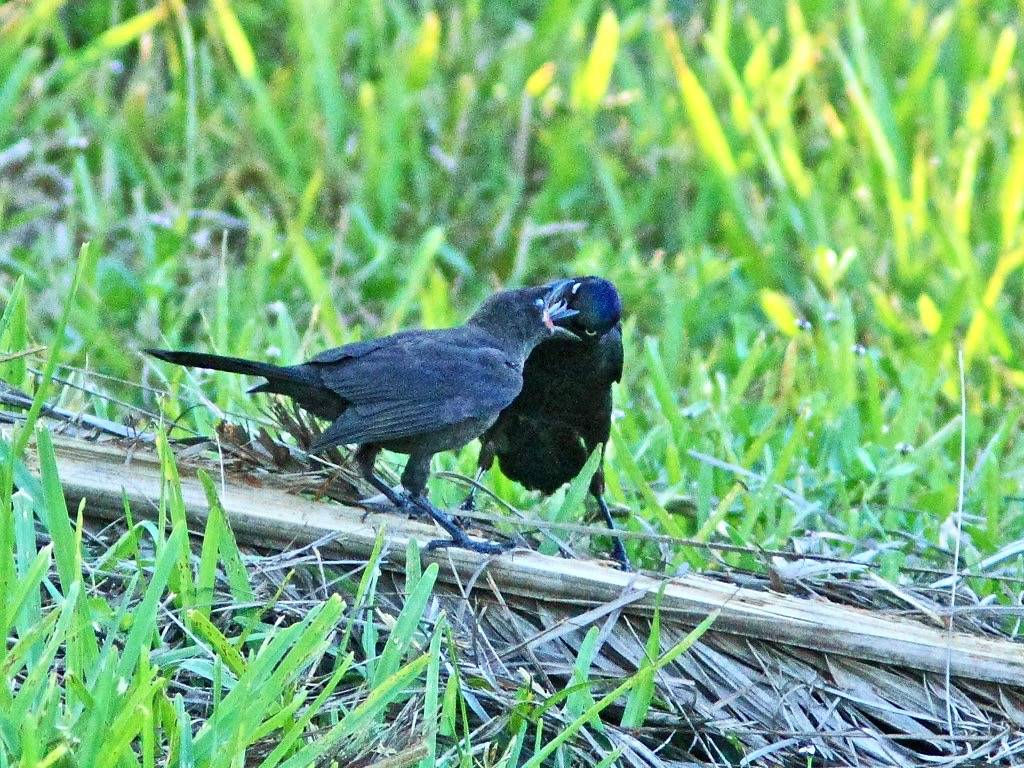 Common Grackle feeding fledgling 20150527 by Kenneth Cole Schneider is licensed under CC BY-NC-ND 2.0